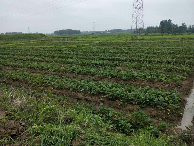 草莓，草莓苗，奶油草莓优质，高产，果型好，甜度高