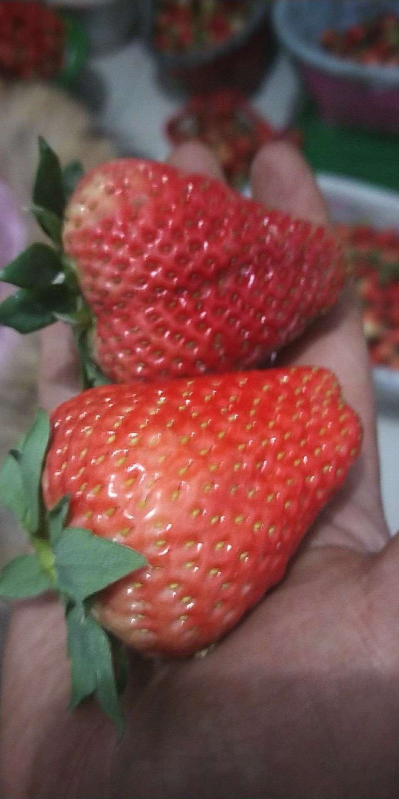 草莓，草莓苗，奶油草莓优质，高产，果型好，甜度高