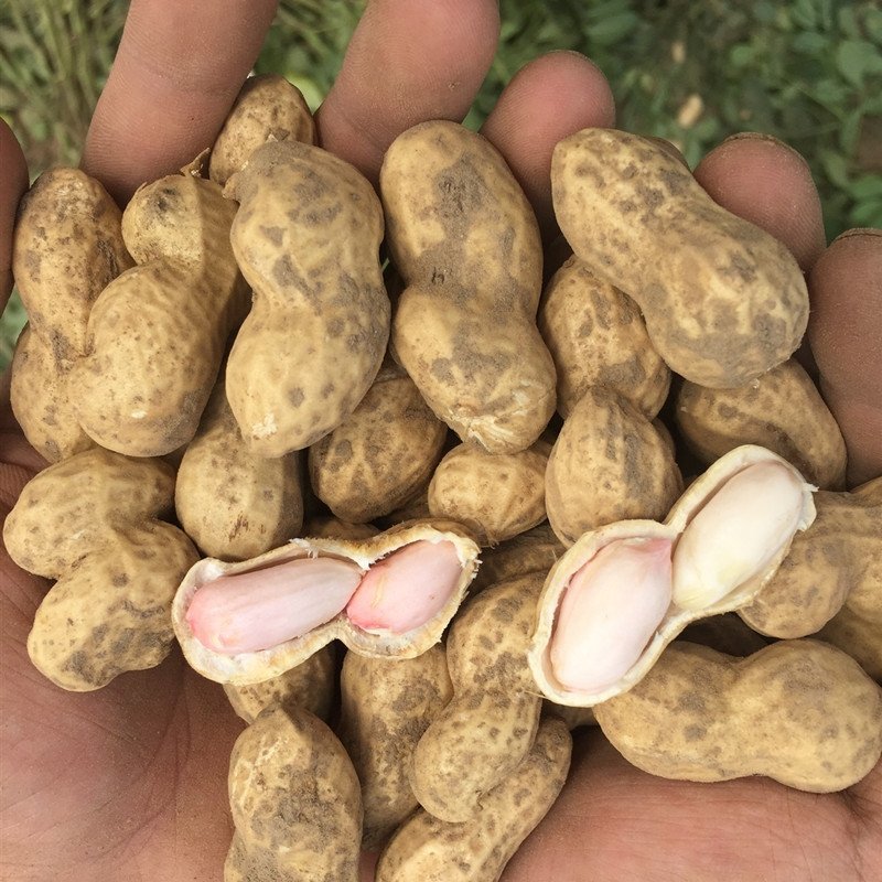 鲜花生电商一件代发，产地证
