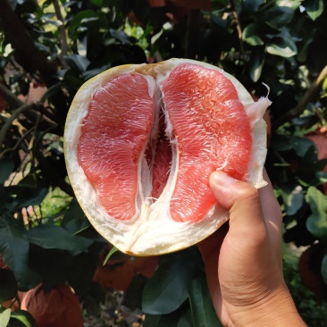 红心柚福建平和柚子琯溪蜜柚皮薄多汁量大从优