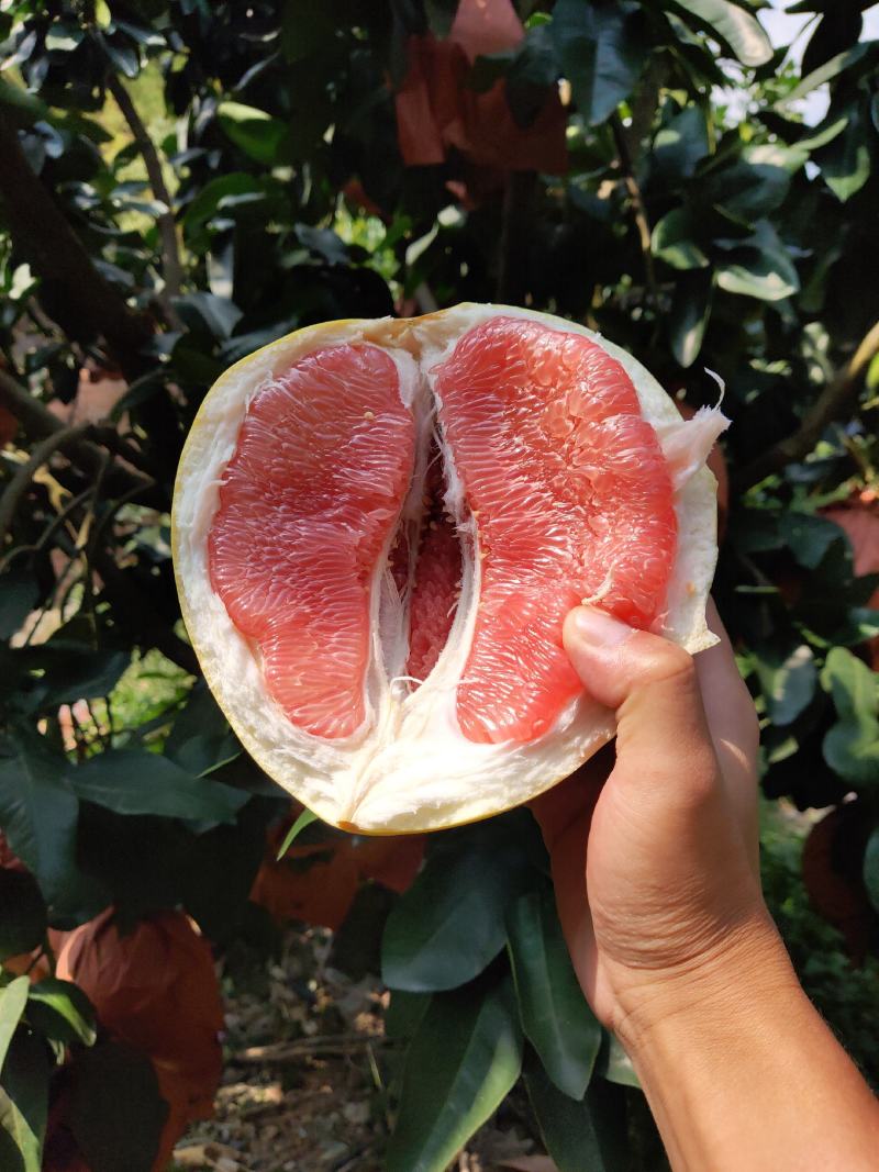 红心柚福建平和柚子琯溪蜜柚皮薄多汁量大从优