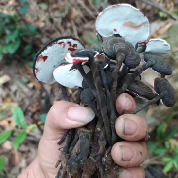 黑小灵芝，野生的，每年6月份到九月份有需要的老板单过来吧