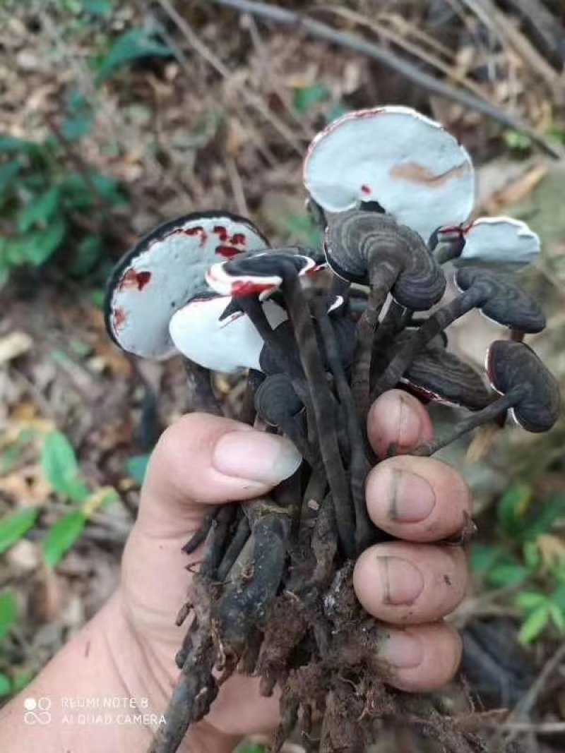 黑小灵芝，野生的，每年6月份到九月份有需要的老板单过来吧