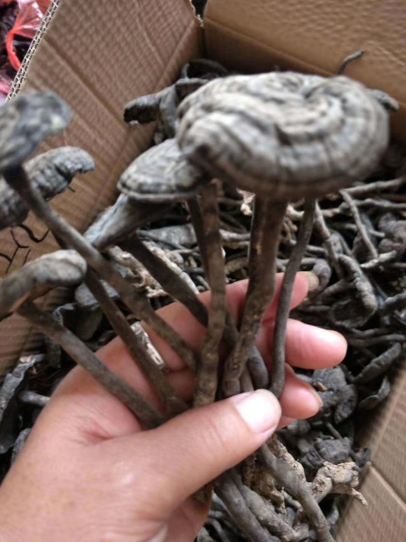 黑小灵芝，野生的，每年6月份到九月份有需要的老板单过来吧