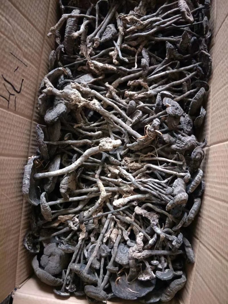 黑小灵芝，野生的，每年6月份到九月份有需要的老板单过来吧