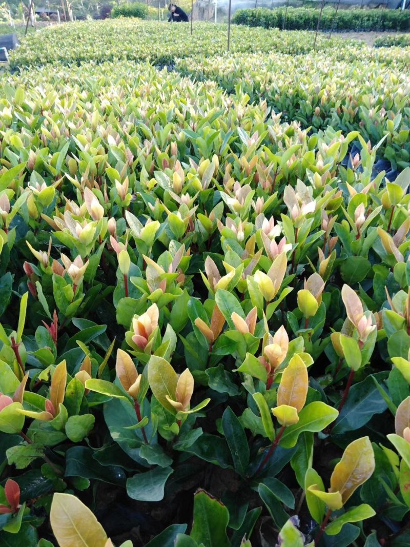 龙船花七斤袋，高度20cm以上，还有3个袋销售