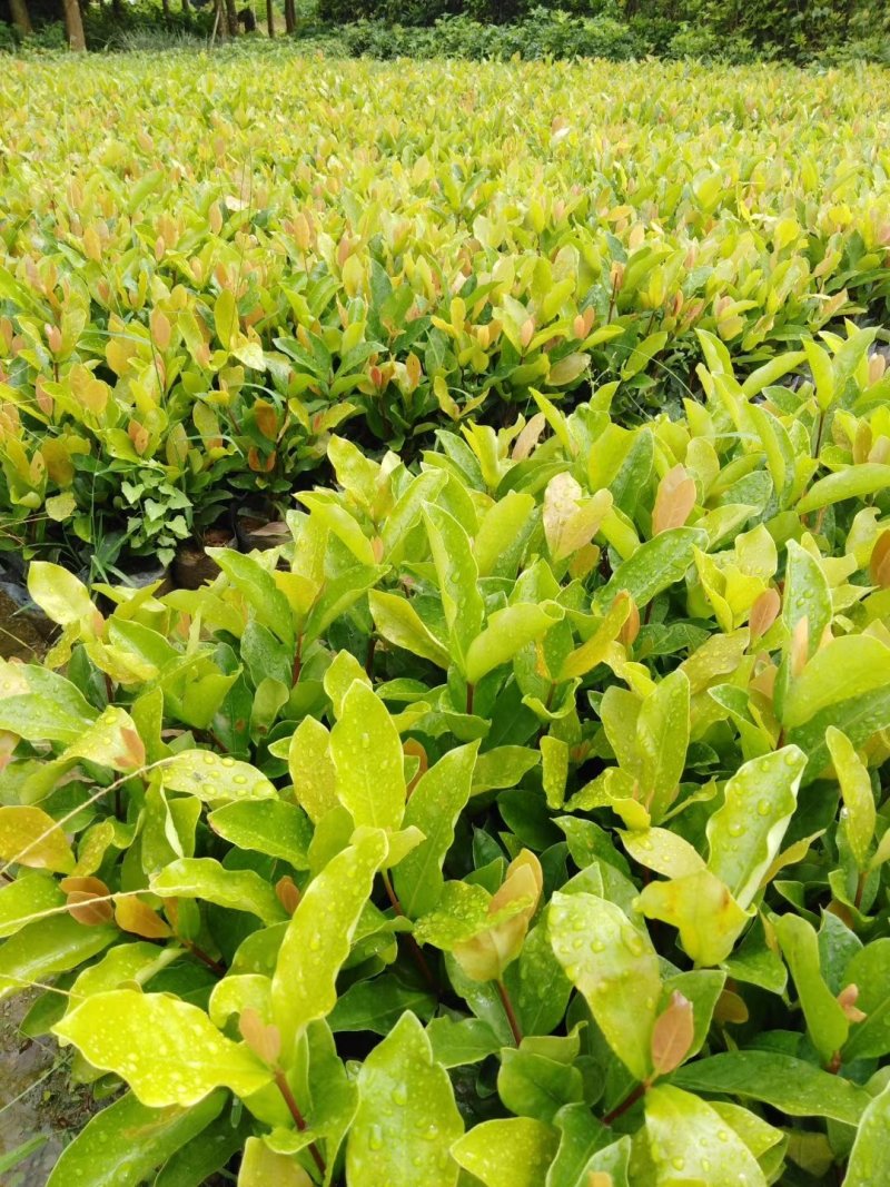 龙船花七斤袋，高度20cm以上，还有3个袋销售