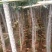 云南樱花云南樱花樱花5公分