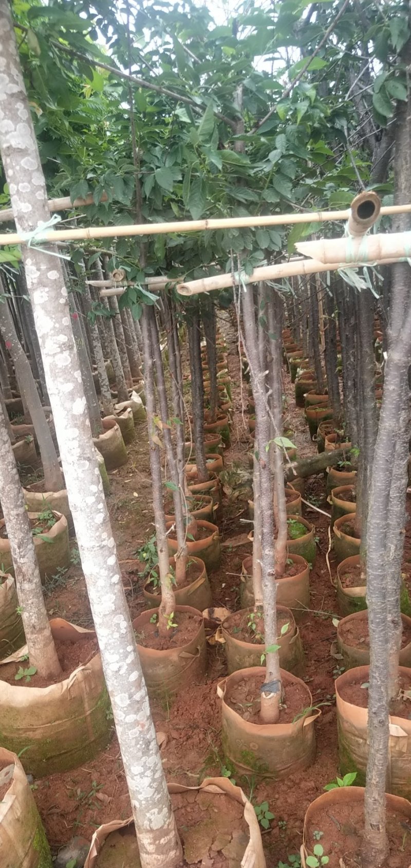 云南樱花云南樱花樱花5公分