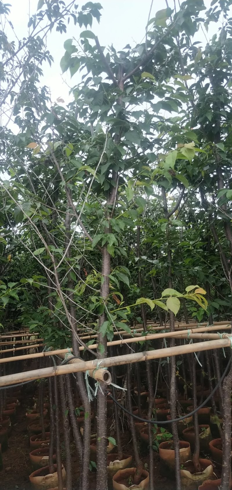 云南樱花云南樱花樱花5公分