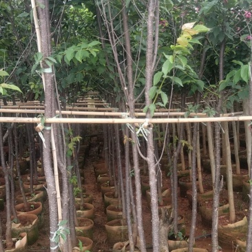 云南樱花云南樱花樱花5公分