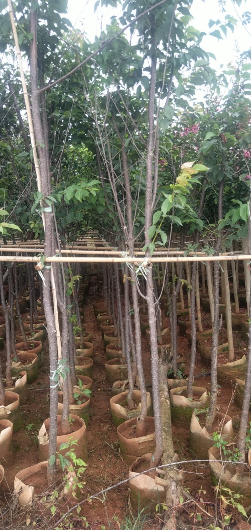 云南樱花云南樱花樱花5公分