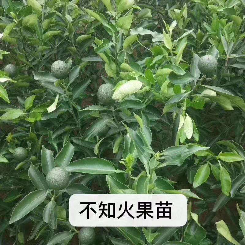 四川柑桔苗包成活包挂果，提供技术指导，品质保障