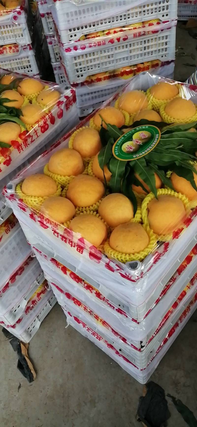 徐州丰县大沙河黄桃基地，主营，黄金密品种，金陵黄露