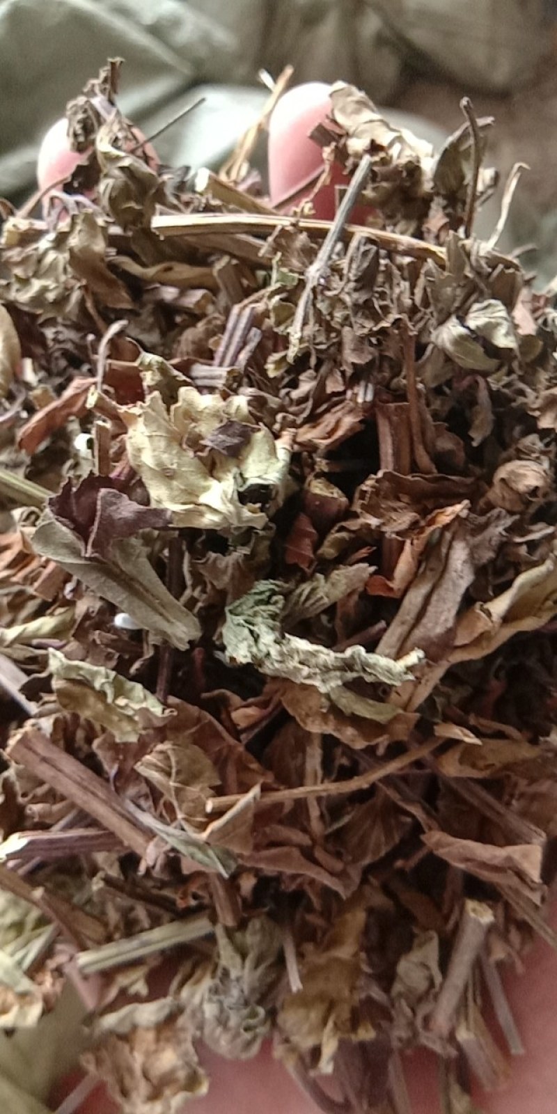 猫须草，常年批发供应冷背中药材猫须草