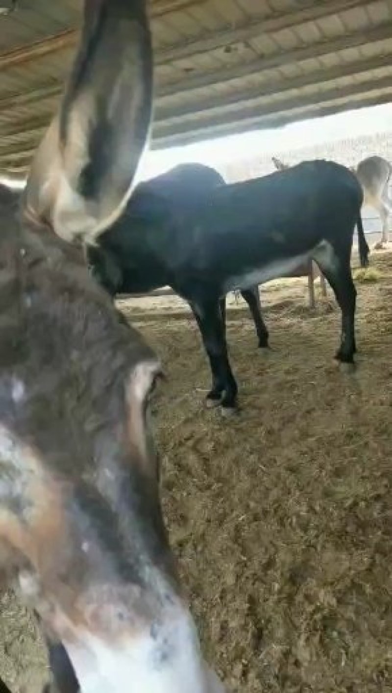 肉驴驴苗自养自销杜绝中介免费运输