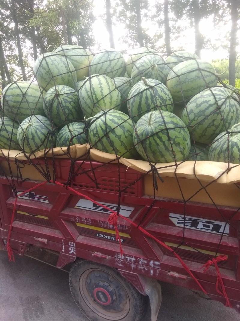 西瓜大吨位供应口感很好欢迎选购
