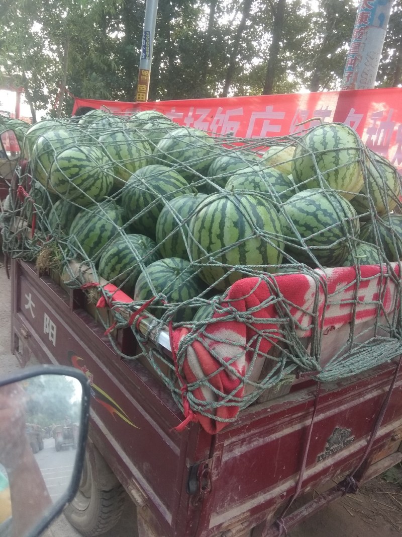 西瓜大吨位供应口感很好欢迎选购