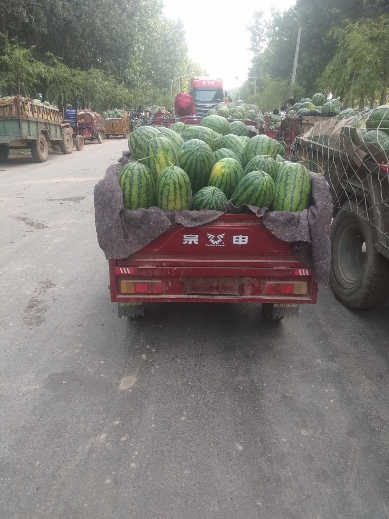 麒麟西瓜大量供应欢迎选购货源充足