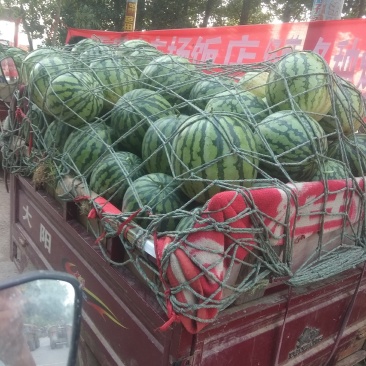 麒麟西瓜大量供应欢迎选购货源充足