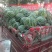 麒麟西瓜大量供应欢迎选购货源充足