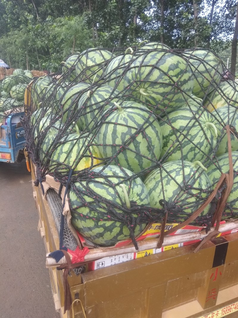 麒麟西瓜大量供应欢迎选购货源充足