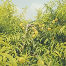 黄毛桃，加工用桃，罐头桃，黄桃