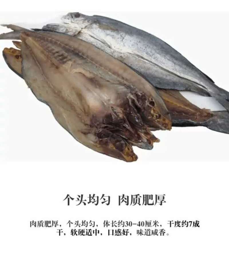 燕尾鲅鱼！真空独立包装！一款微咸鱼！大量有货