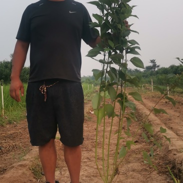 红凌木山东青州苗圃直发