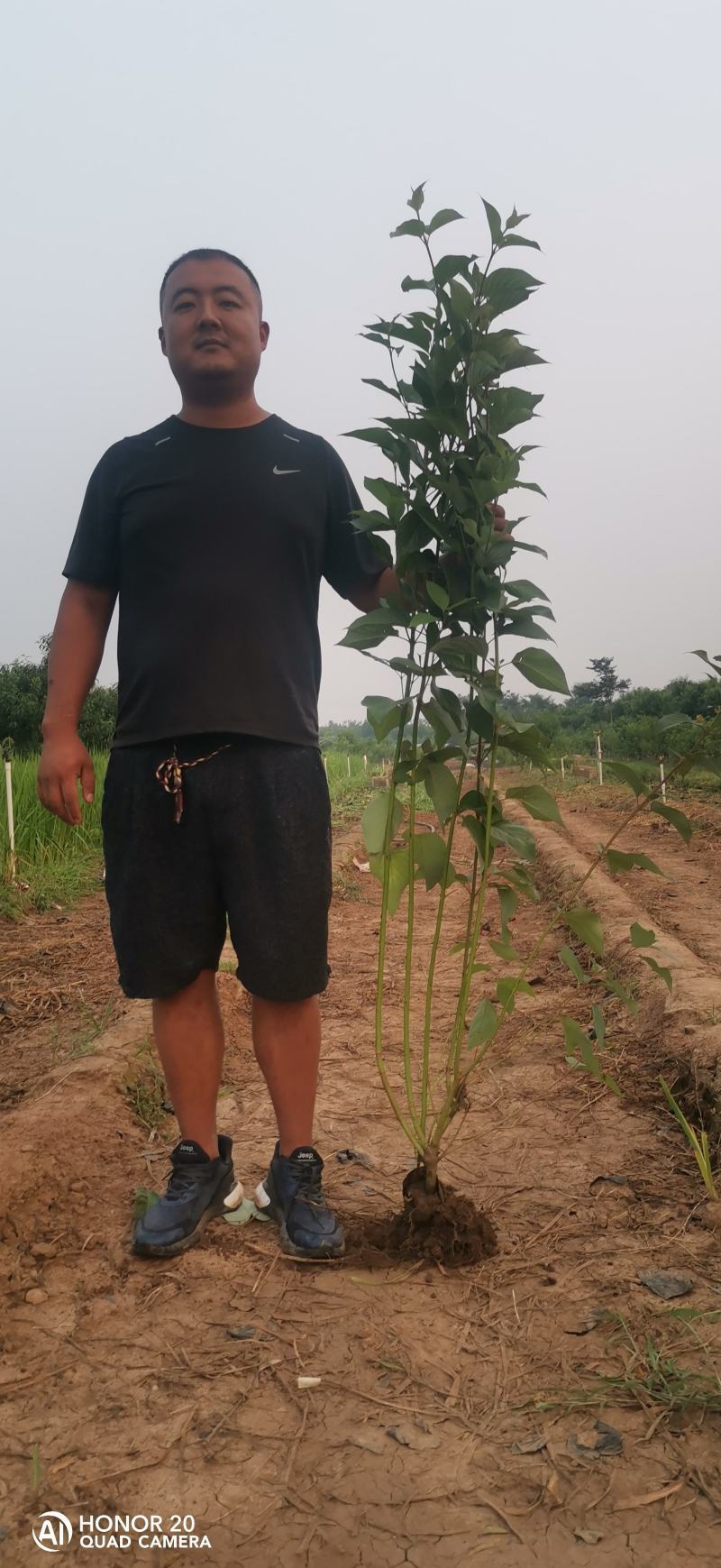 红凌木山东青州苗圃直发
