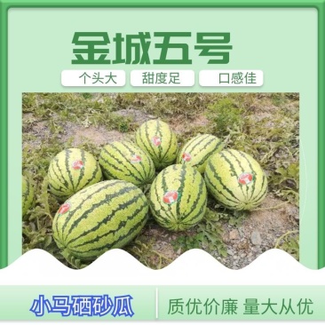 宁夏硒砂瓜金城五号西瓜石缝里的西瓜包熟包甜，个头大均匀