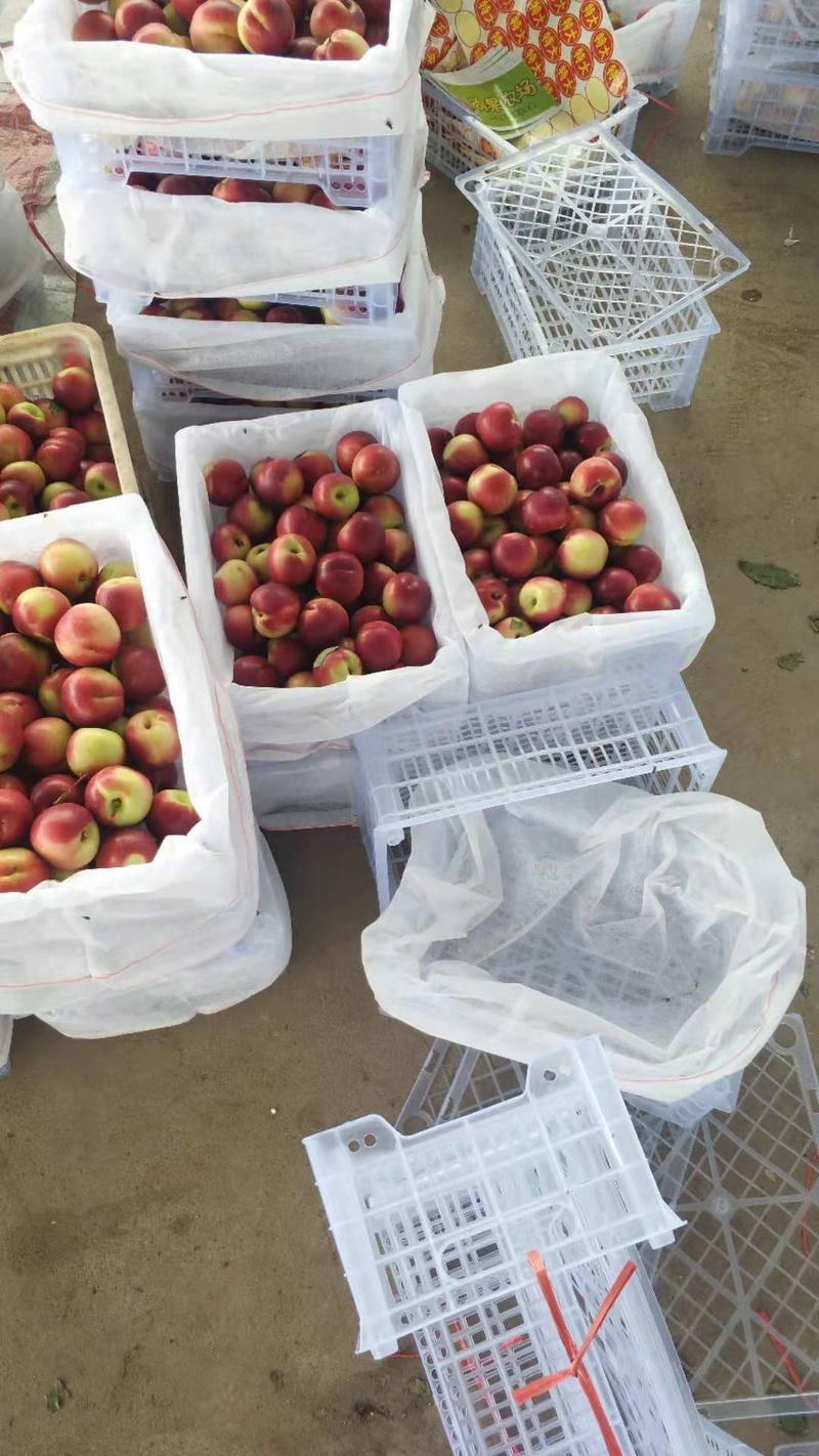 珍珠枣油桃大量上市了欢迎全国各地客商前来考察收