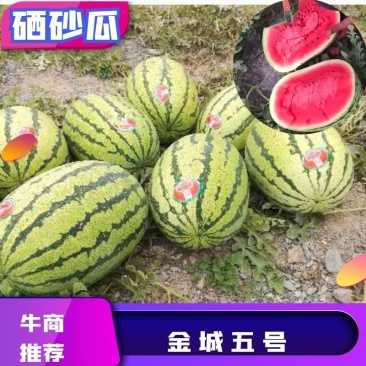 宁夏硒砂瓜金城五号西瓜包熟包甜皮薄瓤红口感好，货源充足