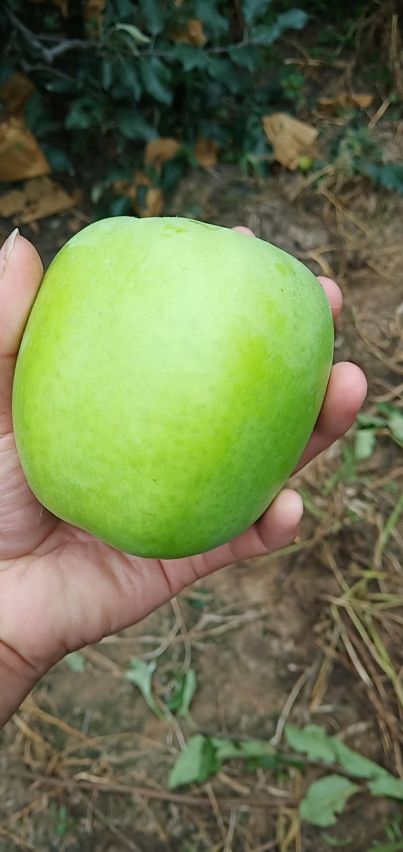 数百万斤华硕苹果（光果）现已上市，每天供货2万斤