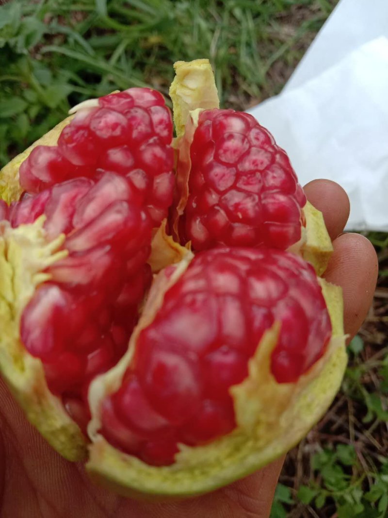 突尼斯软籽石榴，硬子石榴