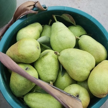 无核香蕉梨巴梨葫芦梨大头梨太婆梨贵妃梨欢迎选购
