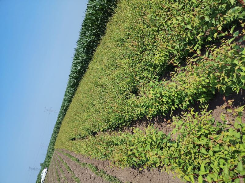 优质山杏杯苗，优质裸根苗，基地一手货源，欢迎致电联系