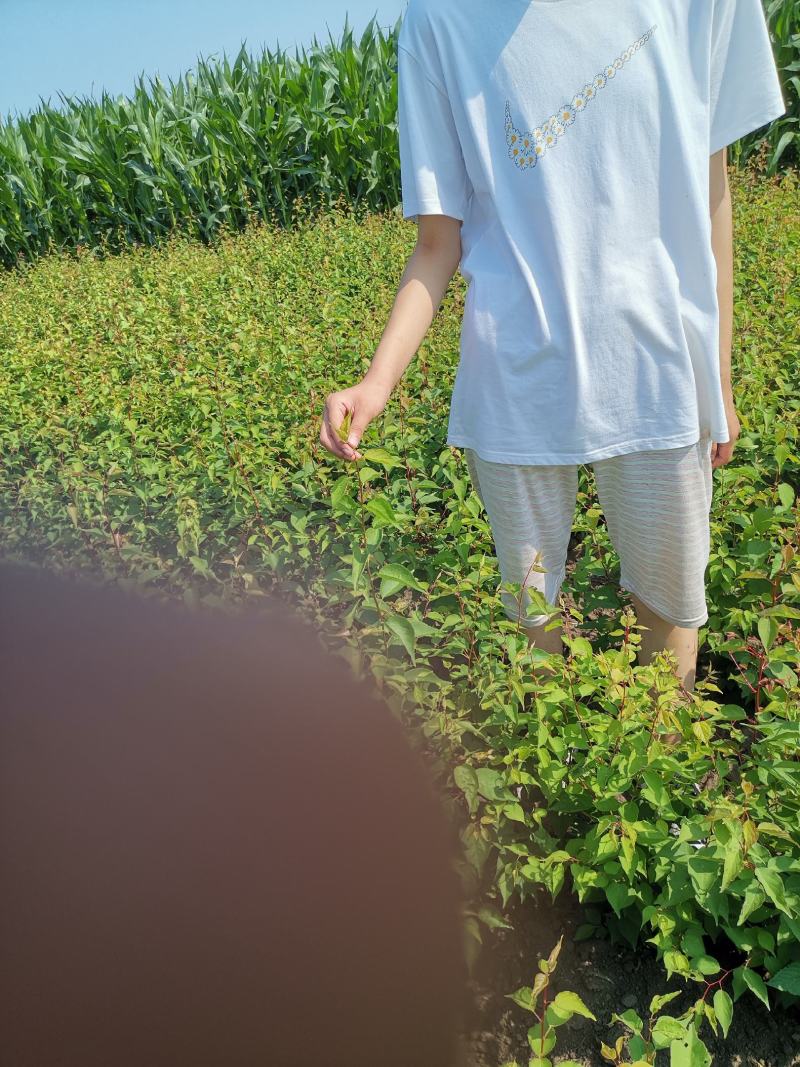 优质山杏杯苗，优质裸根苗，基地一手货源，欢迎致电联系