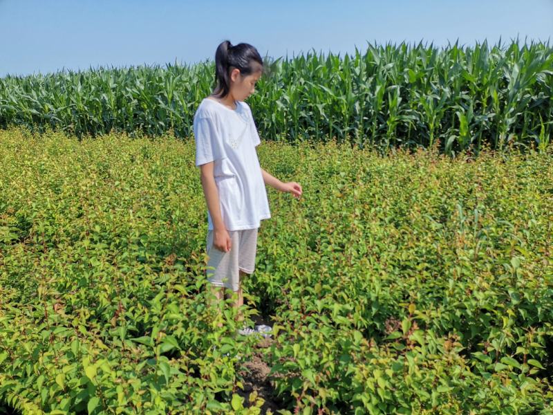 优质山杏杯苗，优质裸根苗，基地一手货源，欢迎致电联系