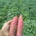 河北邯郸临漳沙地商薯19红皮白心产地直销助农产品