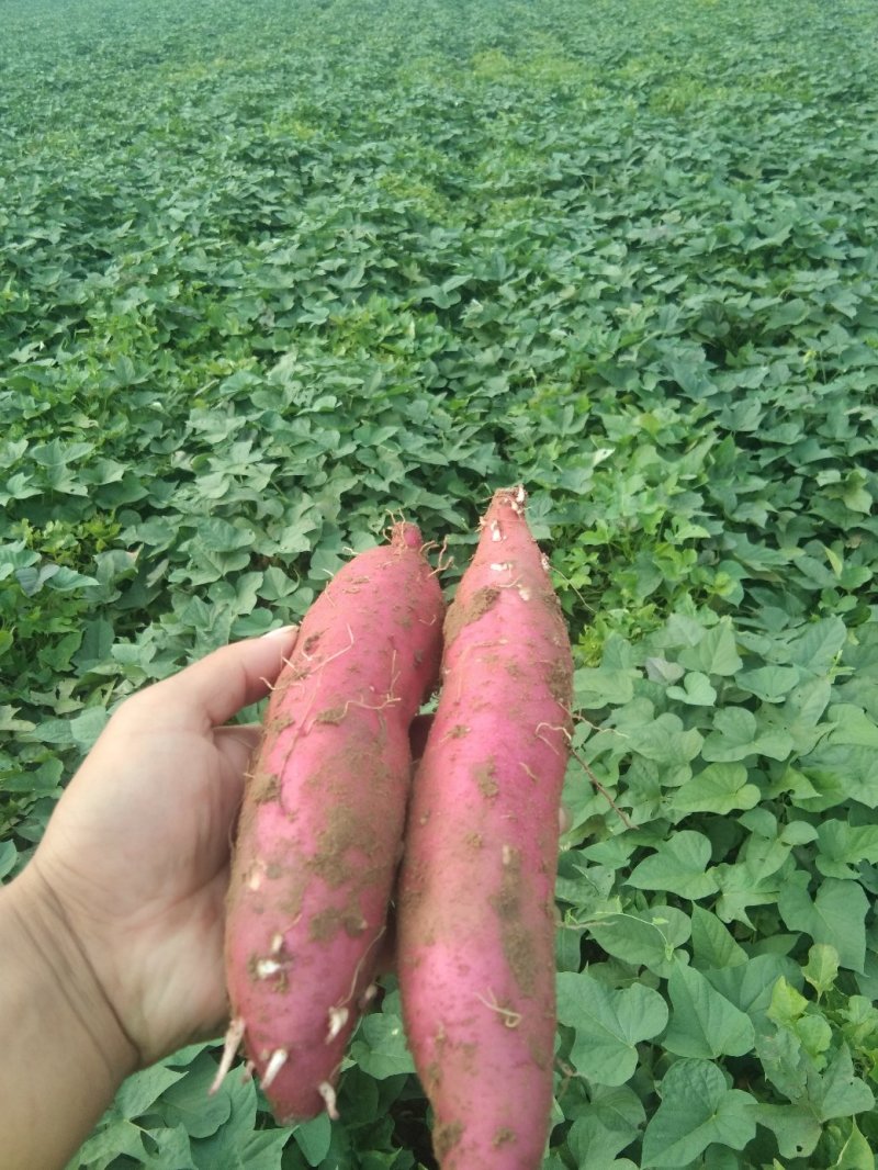 河北邯郸临漳沙地商薯19红皮白心产地直销助农产品