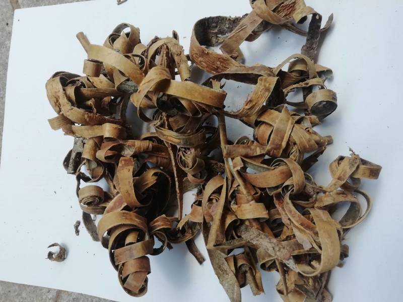 榆白皮，榆白树皮批发加零售