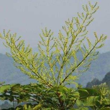 盐肤木、又名五倍子，盐肤木苗、五倍子树苗