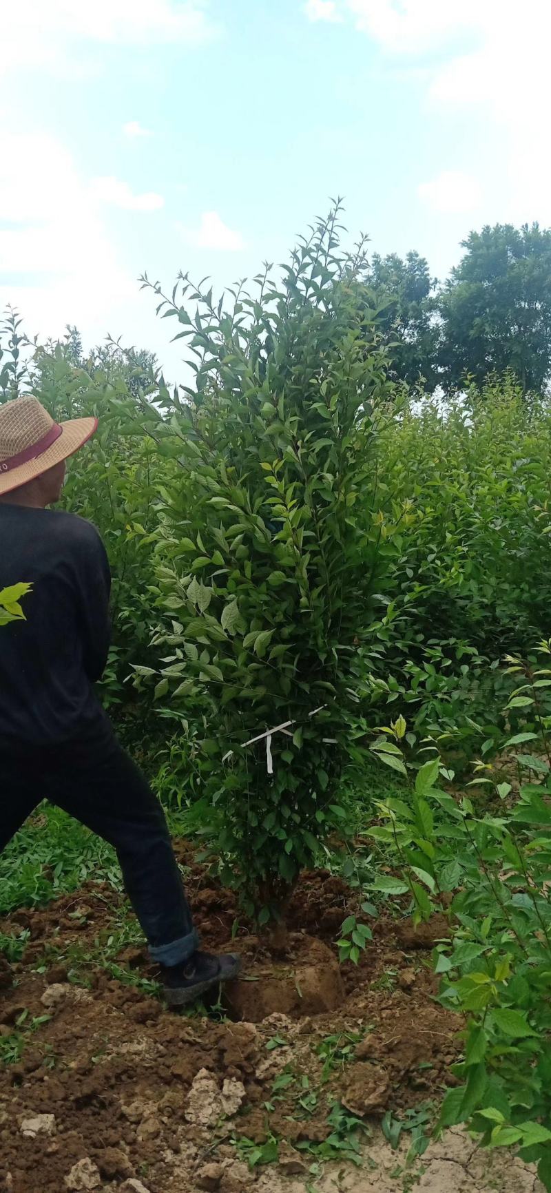 榆叶梅.........