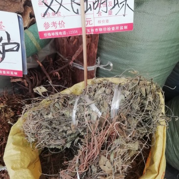 野生双飞蝴蝶，老君须