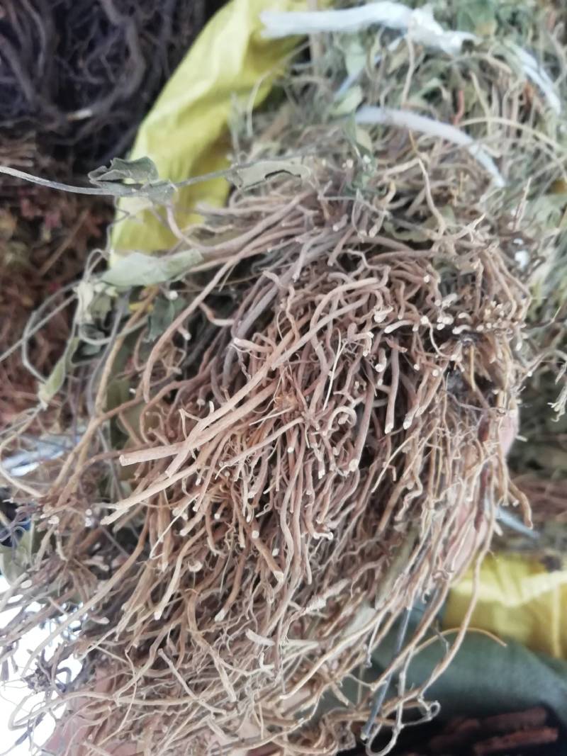 野生双飞蝴蝶，老君须