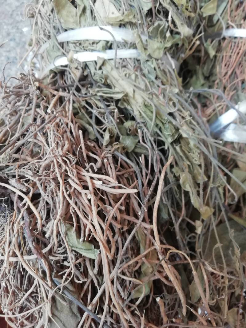 野生双飞蝴蝶，老君须