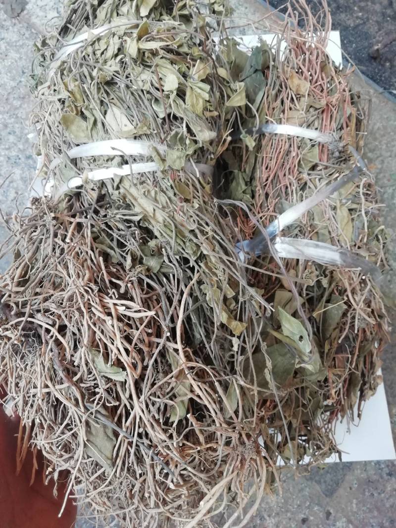 野生双飞蝴蝶，老君须