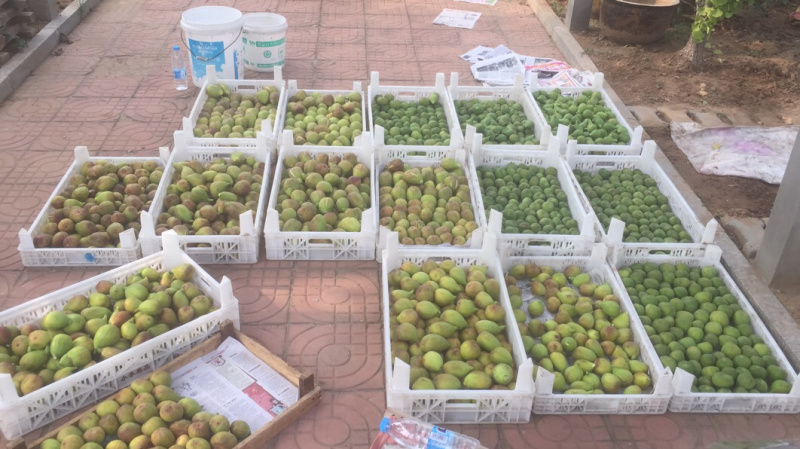 山东烟台无花果干无花果口感纯正产地直发量大价优
