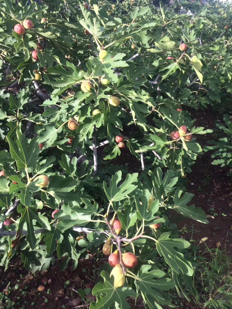 山东烟台无花果干无花果口感纯正产地直发量大价优
